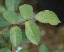 The leaves of Climbing Roses have 5 leaflets